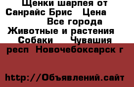 Щенки шарпея от Санрайс Брис › Цена ­ 30 000 - Все города Животные и растения » Собаки   . Чувашия респ.,Новочебоксарск г.